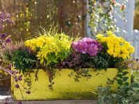 Mixed Autumn windowbox with Chrysanthemum, Calluna 'Anette', Choisya ternata 'Brica', Hypericum moserianum 'Tricolor' and Euphorbia 'Thalia'