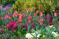 Cottage garden border with tulips and primulas - Little Larford, Worcestershire