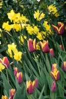 Border in the cottage garden with Tulipa 'Gavota' with narcissi