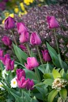 Border in the cottage garden with Tulipa 'Negrita' and Hebe 'Red Edge'