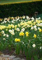 Cutting garden of narcissus - Little Larford, Worcestershire
