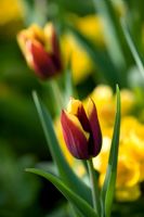 Tulip 'Gavota'