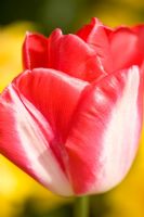 Tulipa 'Lip Gloss'