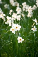 Narcissus poeticus var recurvus - White flowers of pheasants eye narcissus at Kelmarsh Hall, Northamptonshire