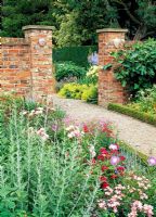 Brick pillars to garden and gravel path. Perovskia atriplicfolia, county roses and fig on wall. Scabions 'Clive Greaves', Geraniums in a walled town garden.