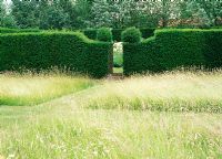 Paths cut through meadow leading to yew hedge enclosing rose garden - Old Tong Farm