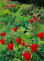 Tulipa 'Queen of the Night', Tulipa 'Red Shine' and Allium hollandicum, 
