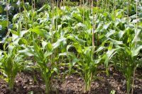 Zea mays - Sweet corn staked against wind damage 