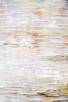 Paper or canoe birch bark
