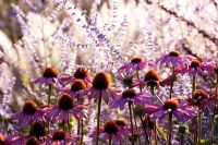 Echinacea purpurea 'Rubinstern' AGM and Perovska 'Blue Spire' - Lady Farm, Somerset
