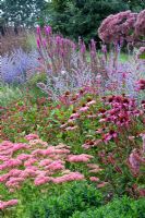 New perennial border with Perovskia 'Blue Spire', Echinacea 'Rubinstern', Sedum 'Autumn Joy', Lythrum 'Fire Candle' and Eupatorium purpureum - Lady Farm, Somerset