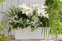 Lilium 'Reinesse', Diascia Breezee 'Snow' and Carex morrowii in white wooden container