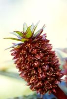 Eucomis vandermerwei Octopus - Pineapply Lily