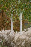 The birkett long millenium walk in autumn - Betula utilis var jacquemontii and Miscanthus sinensis 'Kleine Fontane' - Marks Hall, Essex
