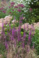 Mixed summer bed with Lythrum salicaria, Eupatorium and Filipendula at Cambo Gardens, Fife, Scotland