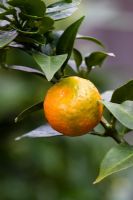 Citrus aurantium - Seville Orange
