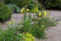 Gravel garden with self seeded Oenothera biennis and Alchemilla mollis and border with Cistus, Geranium and Anthemis