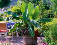 Exotic container planting - Musa acuminata underplanted with Scaevola 'Saphira' and Petunia Sylvana 'Real Red' 