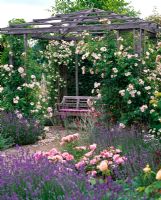 Pergola with Rosa 'New Dawn', Rosa 'Botticelli' in flowerbed with Lavandula and Lychnis coronaria