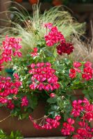 Pelargonium 'Holiday Red Blizzard' and Pelargonium 'Tomcat' with Carex growing in a terracotta container flowering in September