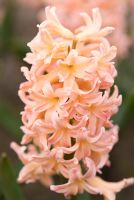 Hyacinthus orientalis 'Gipsy Queen' - RHS Wisley