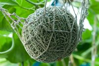 Cucumis melo 'Jenny Lind' - Melon growing in a net support