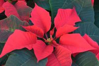 Euphorbia pulcherrima 'Infinity Red'