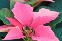 Euphorbia pulcherrima 'Spotlight Pink'
