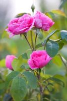 Rosa 'Constance Spry' - English tea rose and Floribunda rose