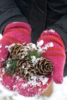 Person with striped mittens holding pinecones of Pinus parviflora 'Glauca'