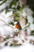 Robin on snow covered Acer Palmatum cultivar