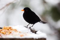 Blackbird on snow covered bird table