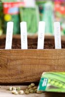 Plant labels in edge of seed tray to identify recently sown vegetable seeds.