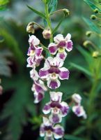 Angelonia 'Angel Mist Purple Stripe' - New From Bail Colegrave for 2003 