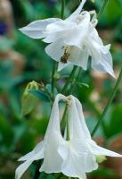 Aquilegia vulgaris 'munstead White'. Syn. A.V. 'Nivea'