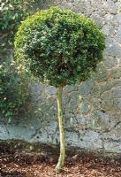 Buxus Sempervirens - Box standard at Langley Boxwood Nursery