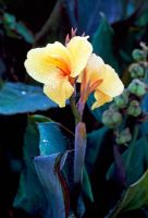 Canna Lily 'Louis Cotton'