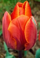 Tulipa 'Princess Irene' Darwin hybrid Group 