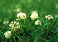 Trifolium - Clover 