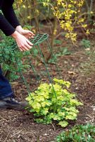 Aquilegia - Staking plants in spring