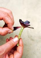 Propagating Aeonium - Removing outer leaves of cutting