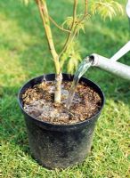 Step 2 of planting an Acer in a terracotta pot - Water the plant well