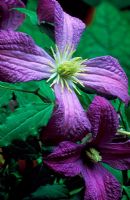 Clematis viticella 'Mrs. Tage Lundell' 