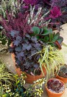 Mixed container plantings of Erica, Bergenia 'Bressingham Ruby', Acorus g. 'Ogon' and Heuchera 'Bressingham Bronze' 
