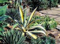 Agave medio-picta in conservatory