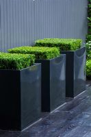 Small contemporary garden with metal square planters of Buxus sempervirens on black deck against grey painted fence