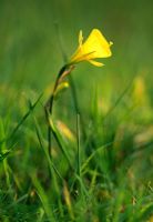 Narcissus bulbocodium - RHS Wisley