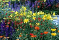 Mixed flowerbed of contrasting colours - Hemerocallis lilioasphodelus AGM with Papaver and Nepeta