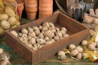 Box of chitting potatoes 'Home Guard' - Seed potatos placed in a bright environment encourage good strong shoots before planting out in spring