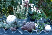 Frosted still life with Erica and Cyclamen in metal pots